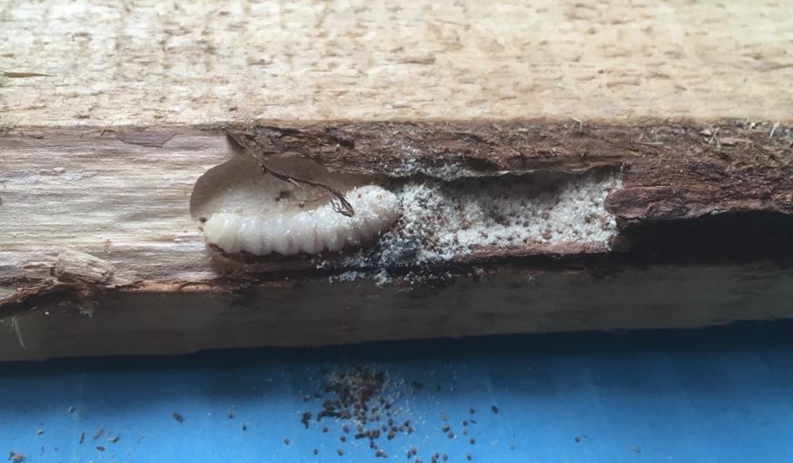Eine helle Insektenlarve in einem Fraßgang in Holz, umgeben von Holzmehl und Kot.